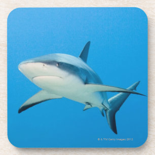 Caribbean reef shark (Carcharhinus perezi) Coaster