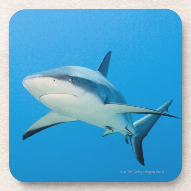 Caribbean reef shark (Carcharhinus perezi) Coaster (Front)