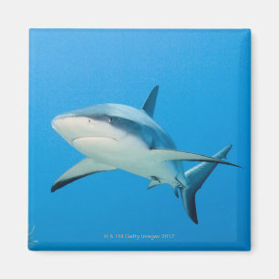 Caribbean reef shark (Carcharhinus perezi) Magnet