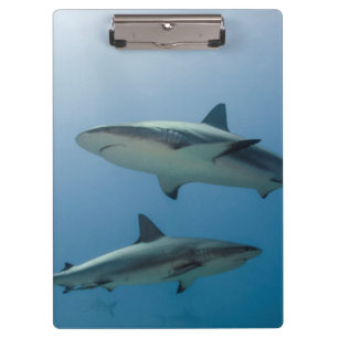 Caribbean Reef Shark Clipboard