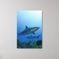 Caribbean Reef Shark Jardines de la Reina