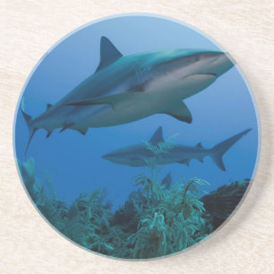 Caribbean Reef Shark Jardines de la Reina Coaster