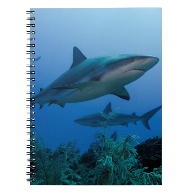 Caribbean Reef Shark Jardines de la Reina Spiral Notebook (Front)