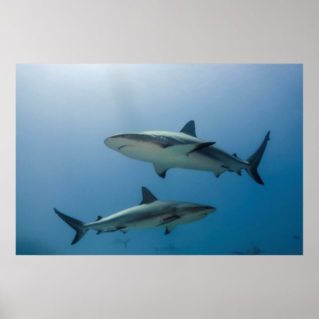 Caribbean Reef Shark Poster (Front)