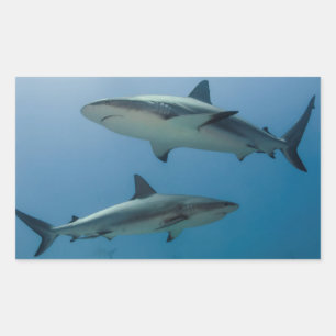 Caribbean Reef Shark Rectangular Sticker
