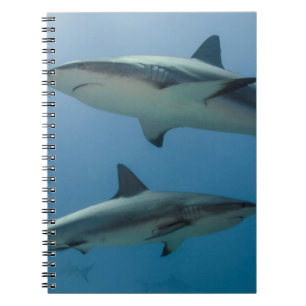 Caribbean Reef Shark Spiral Notebook