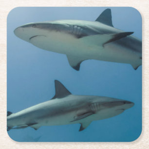 Caribbean Reef Shark Square Paper Coaster