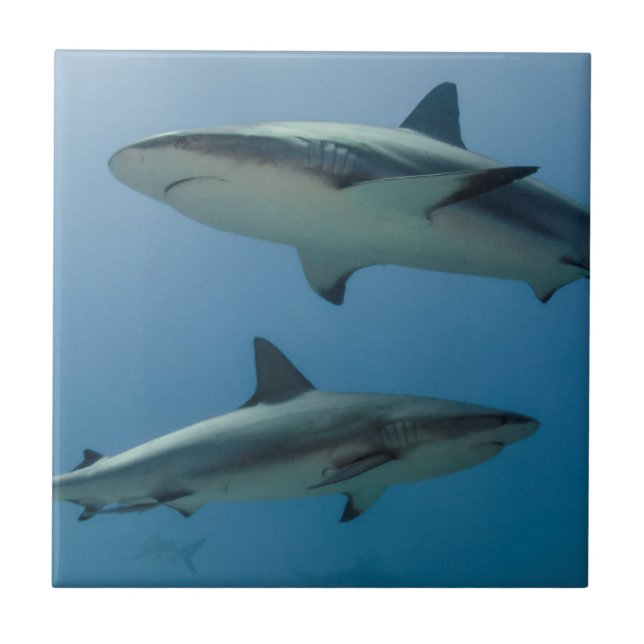 Caribbean Reef Shark Tile (Front)