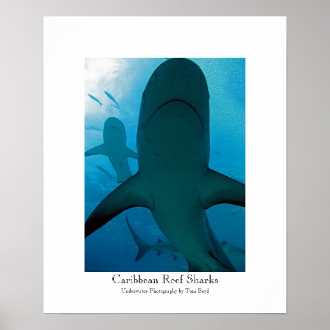 Caribbean Reef Sharks Poster (Front)