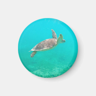 Caribbean Turtle Magnet