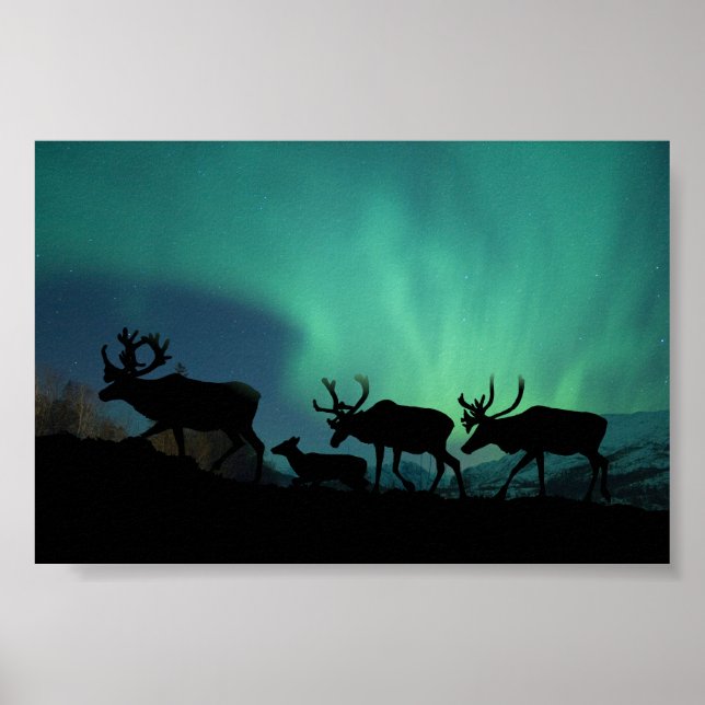 Caribou and Northern Lights Poster (Front)