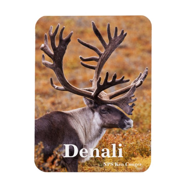 Caribou at Denali Magnet (Vertical)
