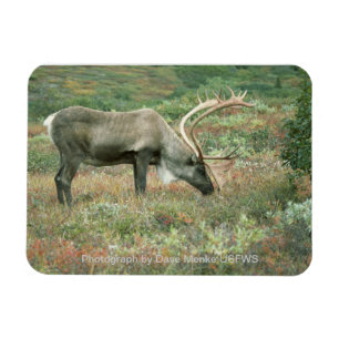 Caribou Buck Grazing Magnet