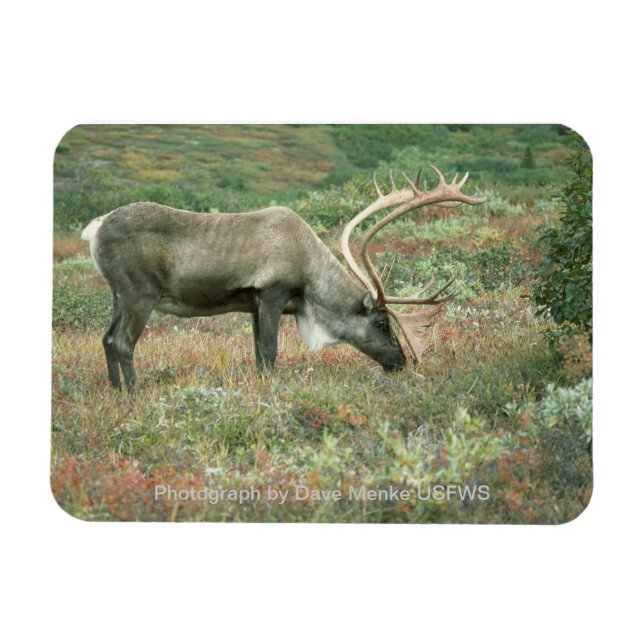 Caribou Buck Grazing Magnet (Horizontal)