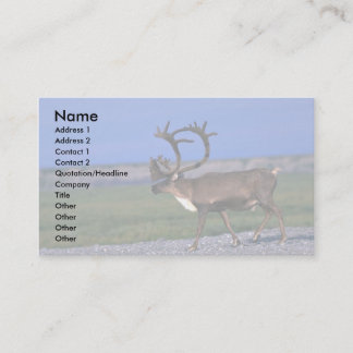 Caribou bull business card