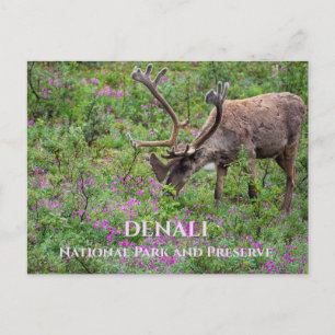 Caribou Bull Grazing, Denali National Park, AK Postcard