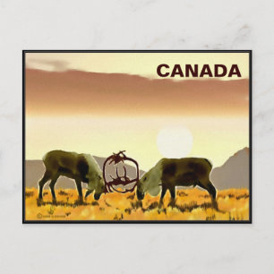 Caribou Duel - Canada Postcard