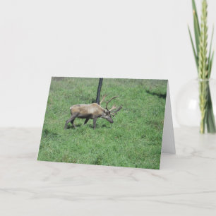 "Caribou" Get Well Card
