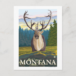 Caribou in the Wild - Montana Postcard
