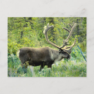 Caribou on Kenai Peninsula, Alaska Postcard
