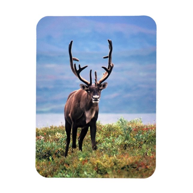 Caribou or Reindeer | Denali National Park, Alaska Magnet (Vertical)
