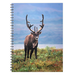 Caribou or Reindeer Denali National Park, Alaska Notebook