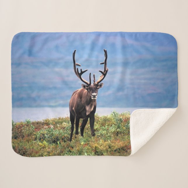 Caribou or Reindeer | Denali National Park, Alaska Sherpa Blanket (Front (Horizontal))