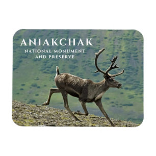 Caribou Running, Aniakchak National Park, Preserve Magnet