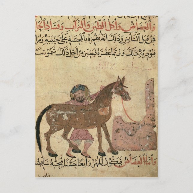 Caring for the horse, illustration postcard (Front)