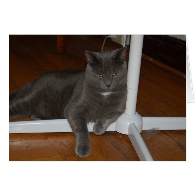 Carl    Angry  Kitty (Front Horizontal)