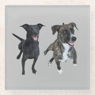 Carlos dogs glass coaster