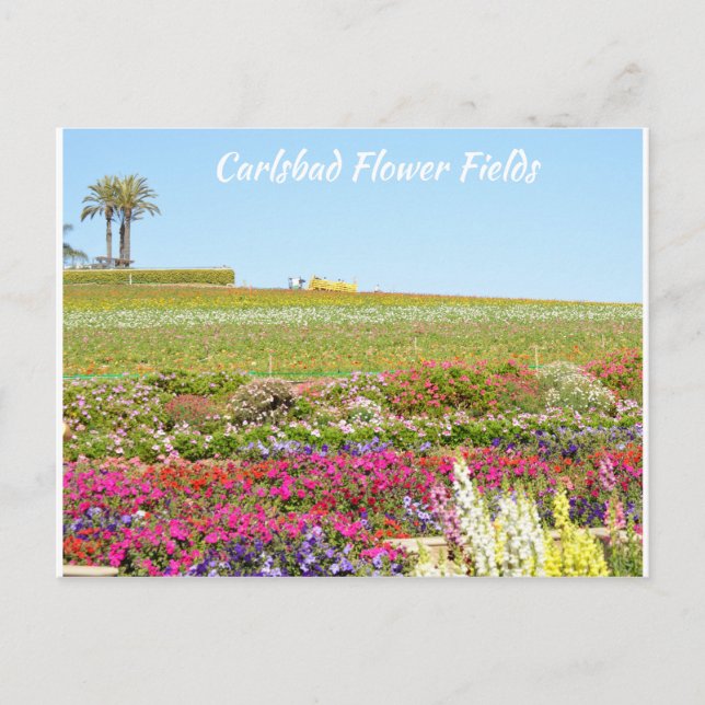 Carlsbad Flower Fields Postcard (Front)