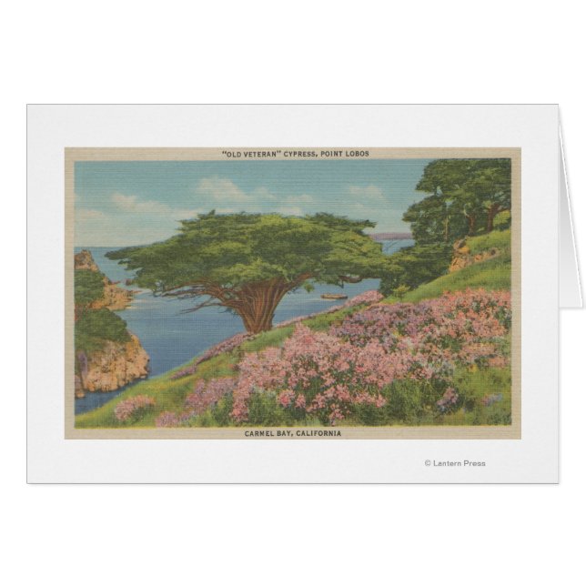 Carmel Bay, CA - View of "Old Veteran" Tree (Front Horizontal)