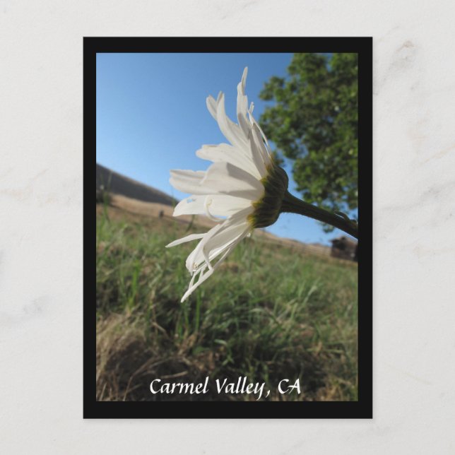 Carmel Valley Daisy Postcard (Front)