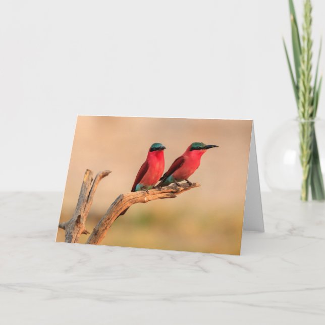 Carmine bee eaters, Okavango Delta Holiday Card (Front)