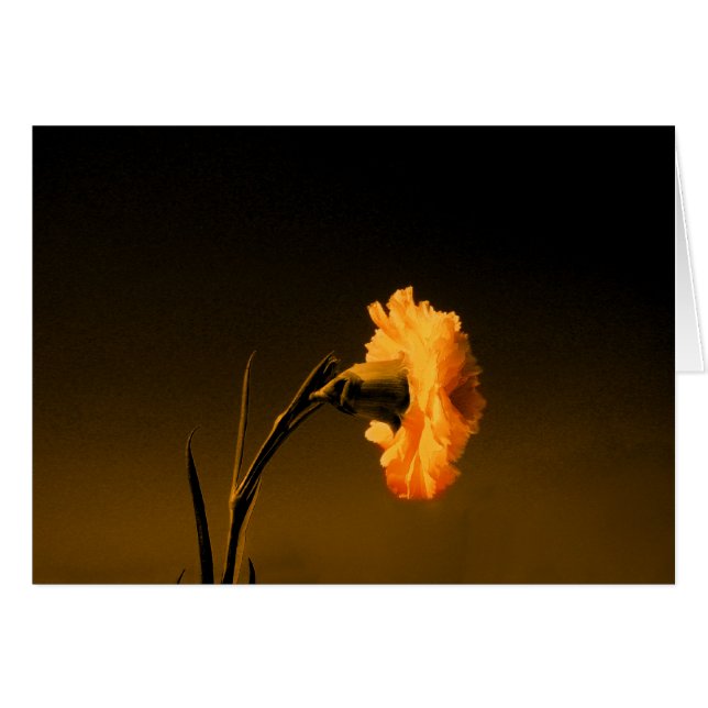 carnation 2 (Front Horizontal)