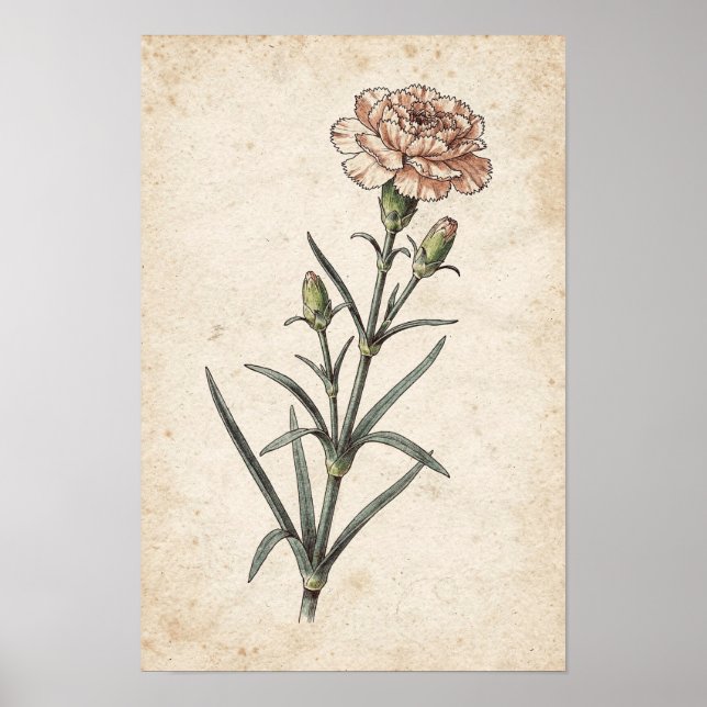 Carnation Botanical Print (Front)