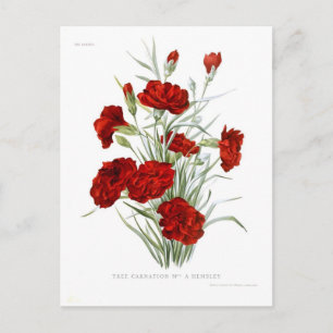 Carnation Postcard