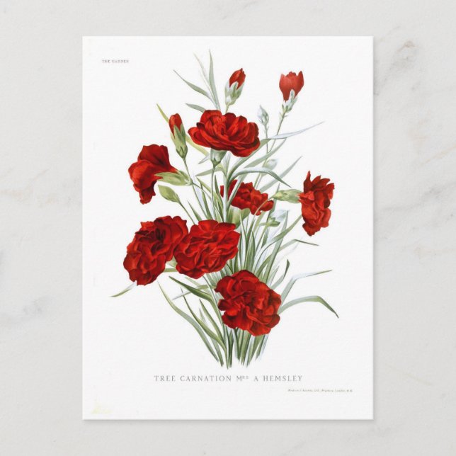 Carnation Postcard (Front)