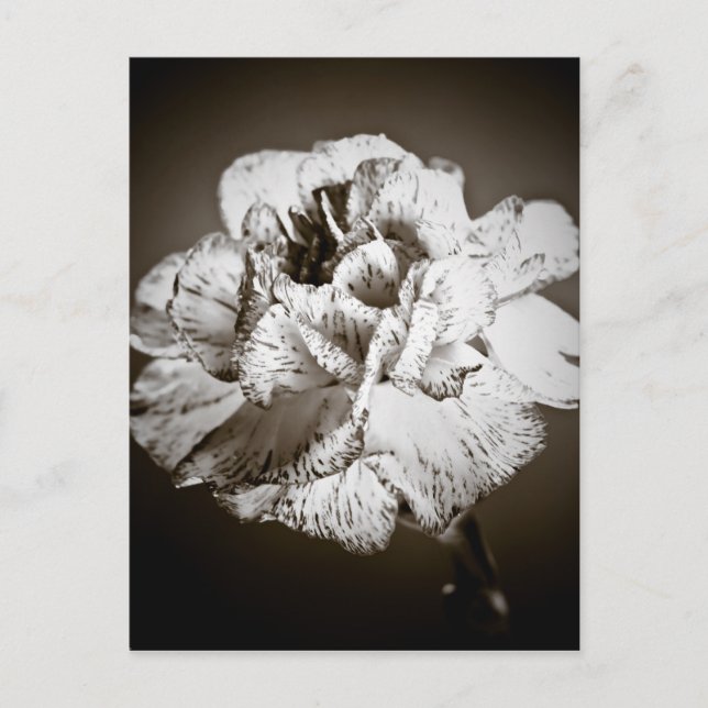 Carnation Postcard (Front)