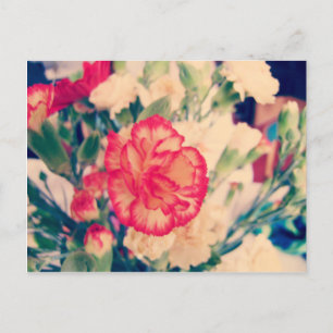 Carnation, postcard