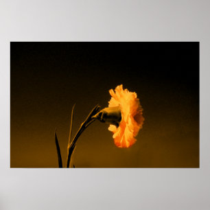 carnation poster