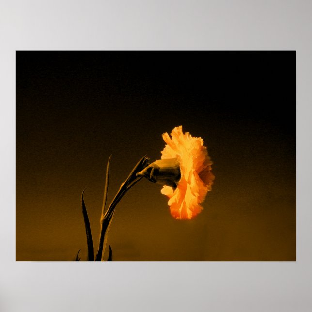 carnation poster (Front)