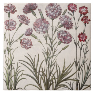 Carnations: 1.Caryophyllus flore majore; 2. Caryop Tile