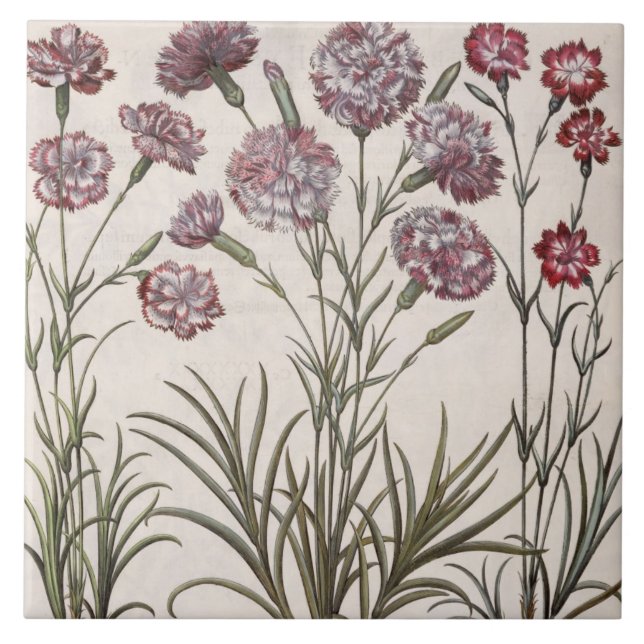Carnations: 1.Caryophyllus flore majore; 2. Caryop Tile (Front)