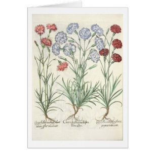 Carnations: 1.Caryophyllus multiplex flore albo; 2
