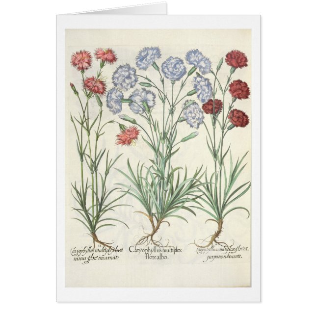 Carnations: 1.Caryophyllus multiplex flore albo; 2 (Front)