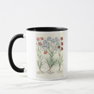Carnations: 1.Caryophyllus multiplex flore albo; 2 Mug