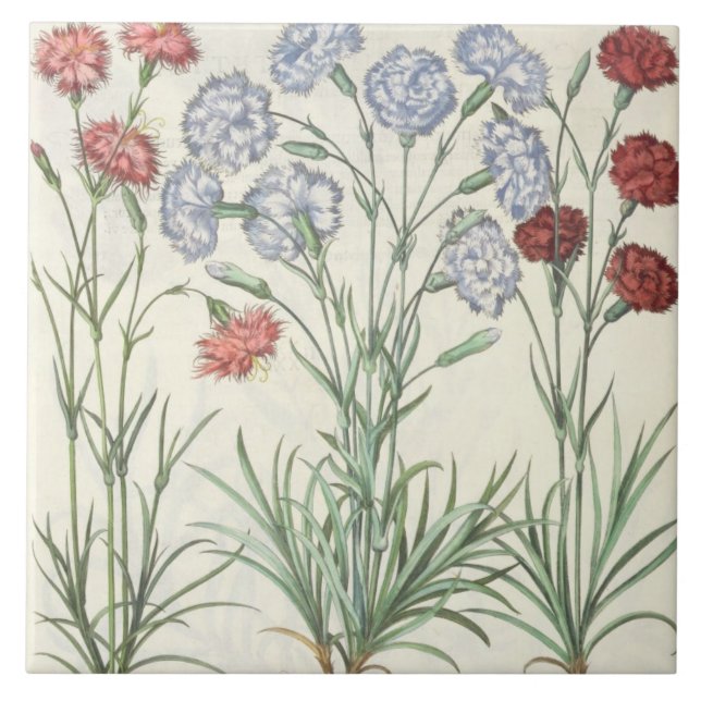 Carnations: 1.Caryophyllus multiplex flore albo; 2 Tile (Front)