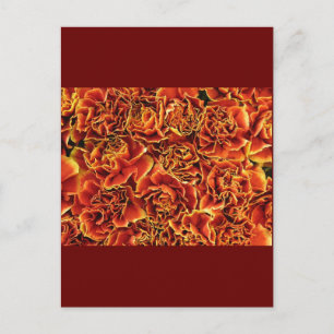 Carnations Postcard